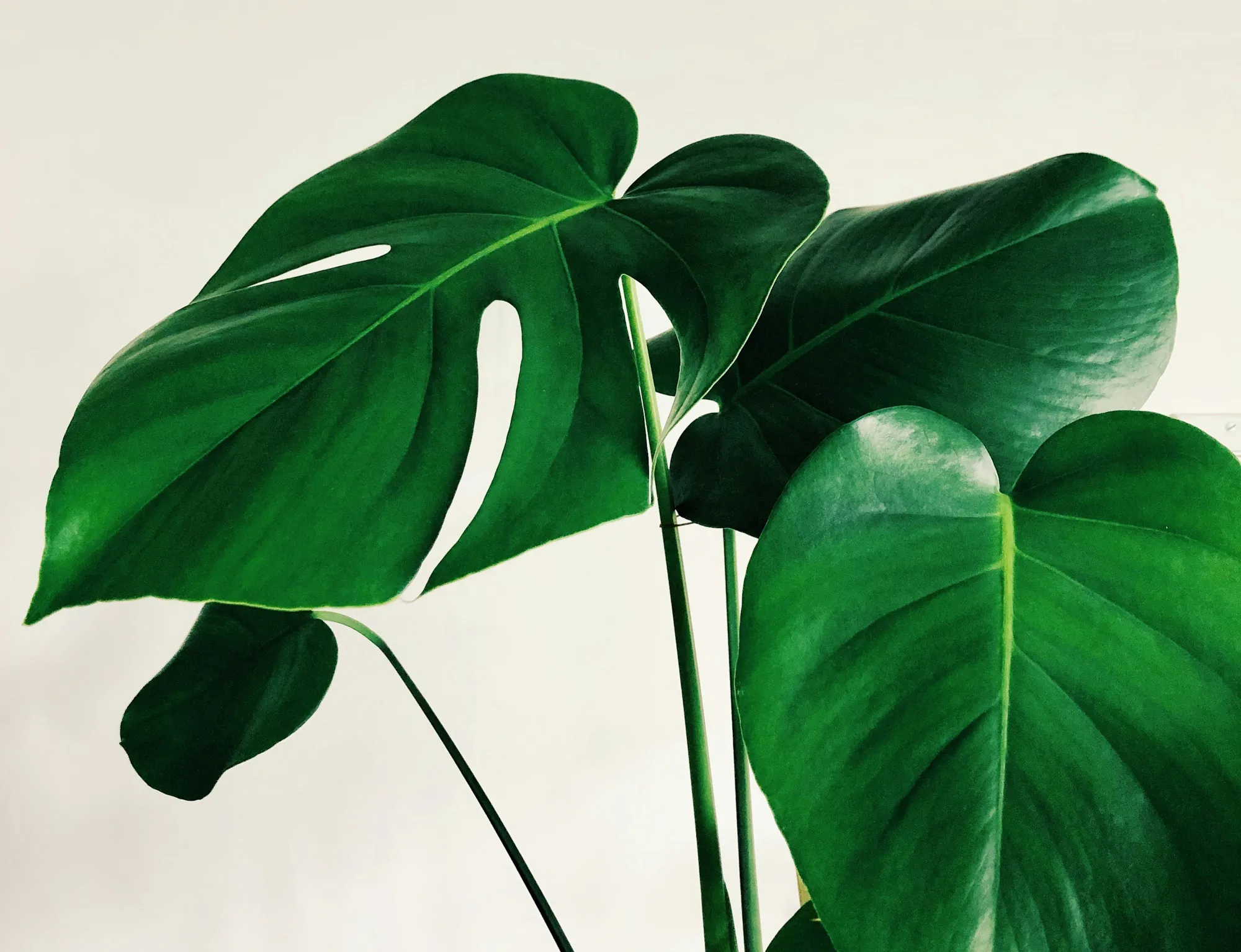 Rooting a Brand in Everyday Spaces